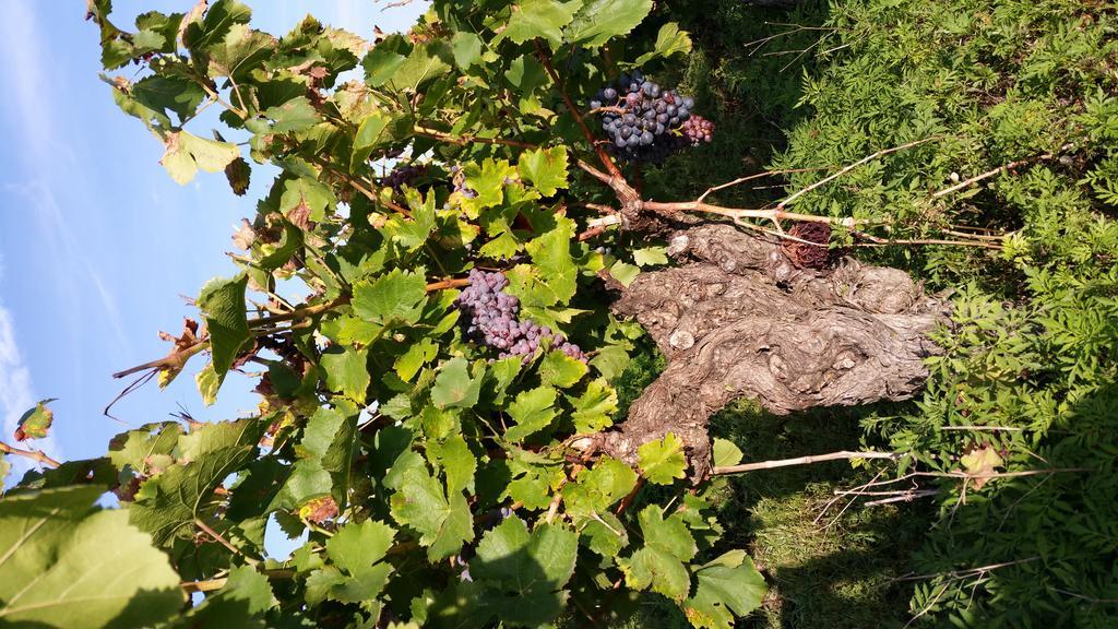Le Clos Des Aramons Bernis エクステリア 写真